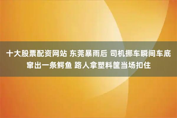 十大股票配资网站 东莞暴雨后 司机挪车瞬间车底窜出一条鳄鱼 路人拿塑料筐当场扣住